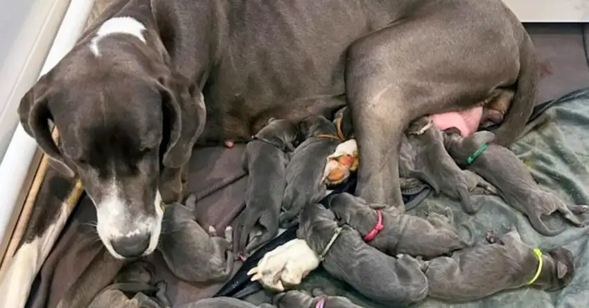 Great Dane Who Survived Multiple Surrenders, Gives Birth To Little Of 15 Puppies