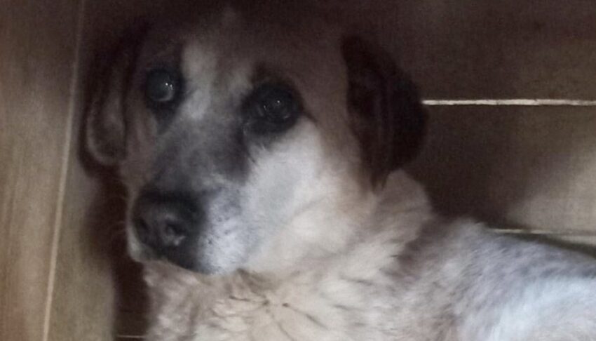 Dog At Shelter Who Spent 7 Years Locked In Darkness Had Given Up Hope In Life