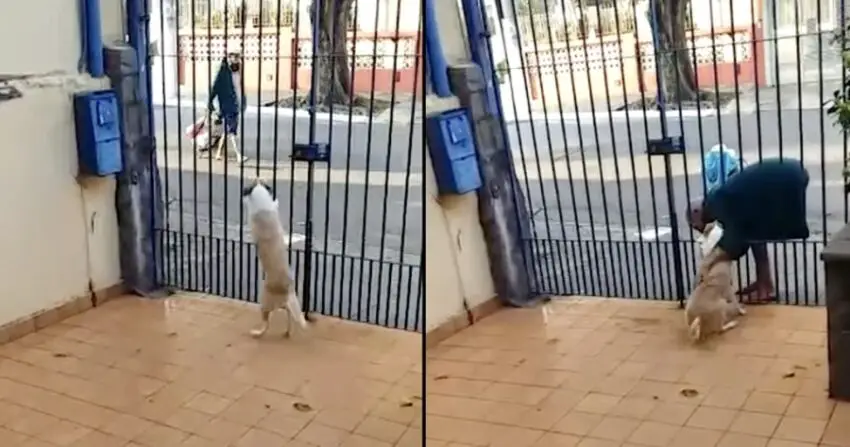 Homeless Man On Daily Basis Visits Dog And Shows Affection To His Friend.