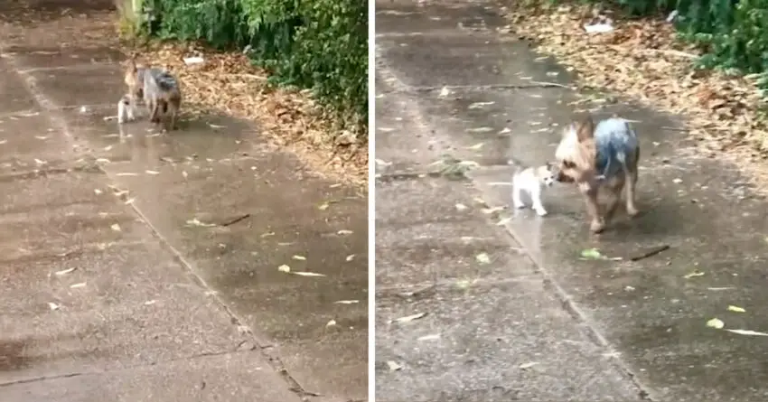 Sweet Pup Wouldn’t Leave Tiny Kitten Out In Rain, And Brought Her Home