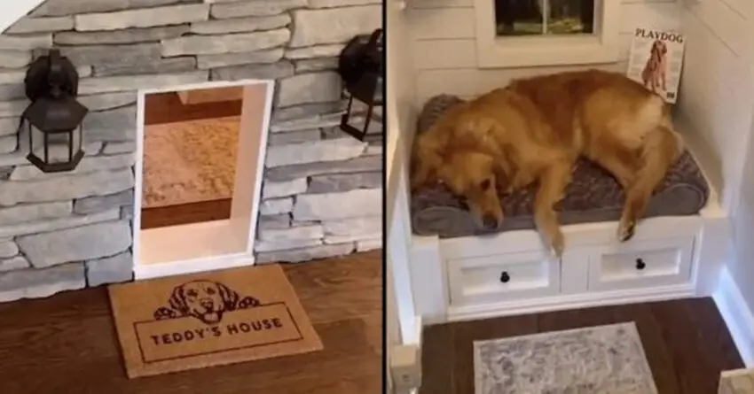 Teddy’s House: The Dream Doghouse for All Our Pets