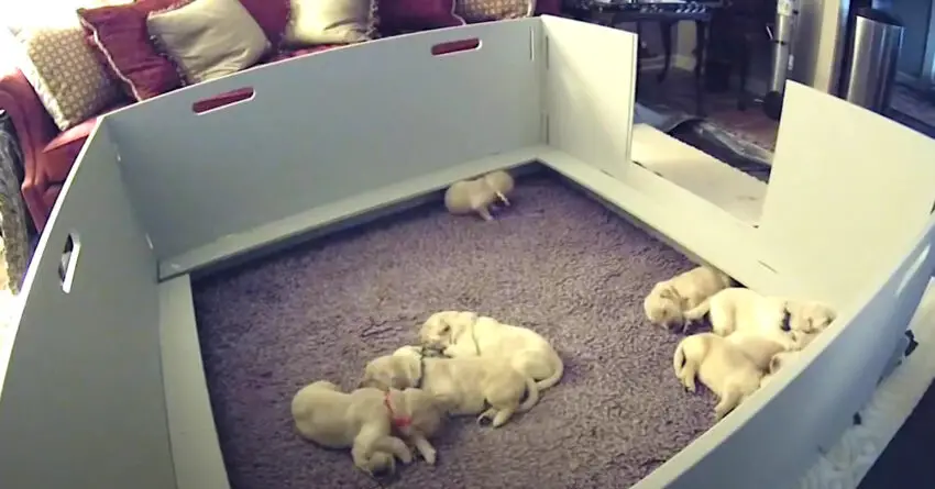 Puppy Wakes UP And Couldn’t Find Him Mom, Then She Comes Over To Make Things Better