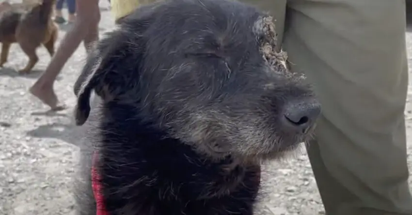 Brave Dog Sees A Snake Running After Her Owner So She Jumped In Between Them