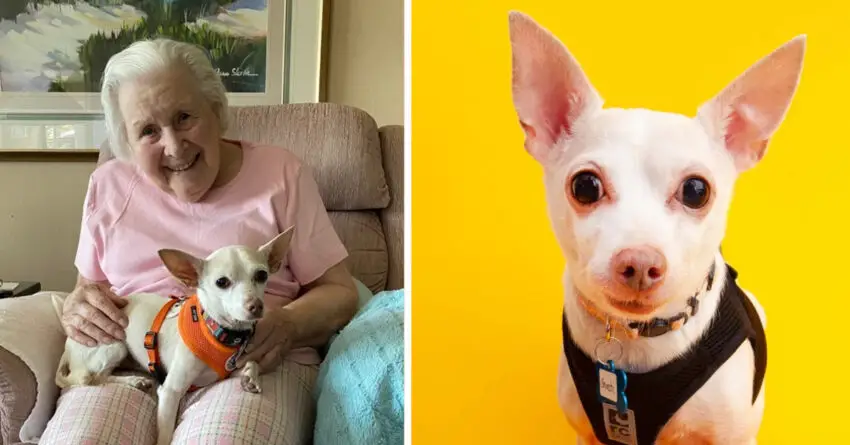 100-Year-Old Woman Finds Joy And Companionship In Perfectly Matched 11-year-old senior Chihuahua