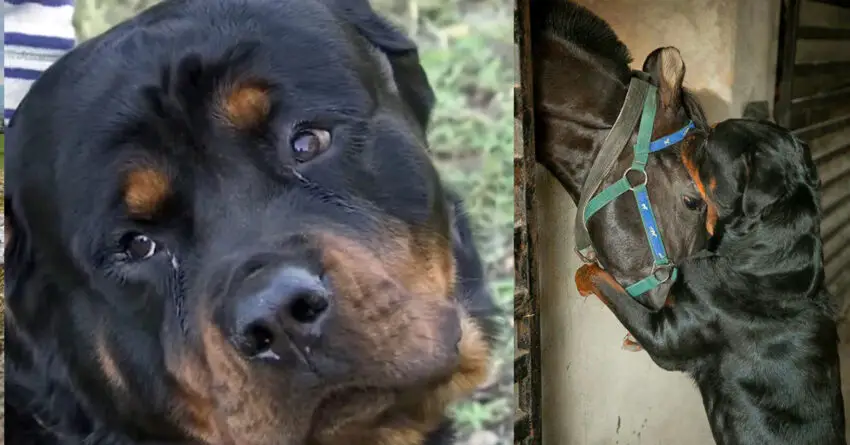 Two Rottweilers Saves Family Horse In The Middle Of The Night From A Group Of Men.