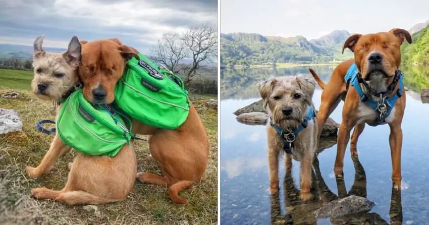 Blind Dog Finds A Guide In His Forever New Friend