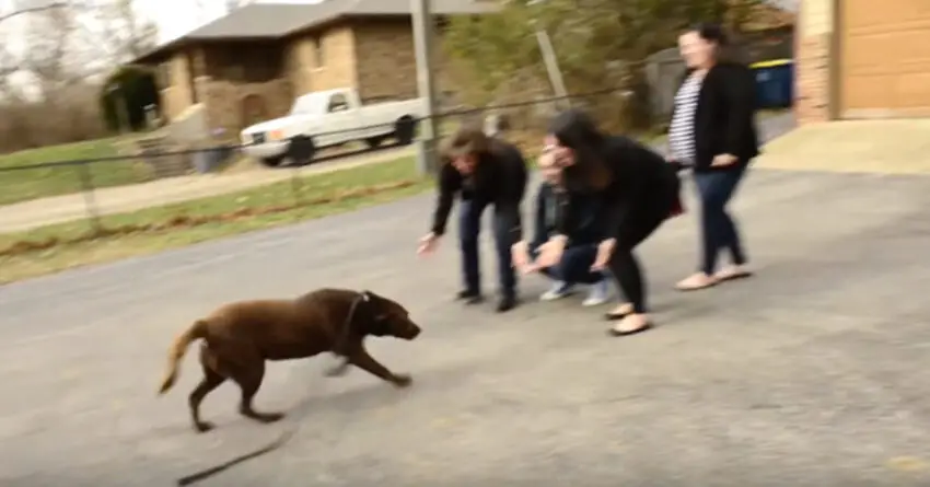 Chocolate Labrador Who Was Lost For 5 Years Finally Reunited With His Family Again