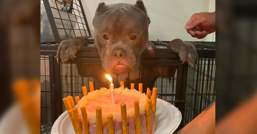 Homeless Dog Shed Real Tears Of Joy When He Celebrates His First Birthday At Shelter