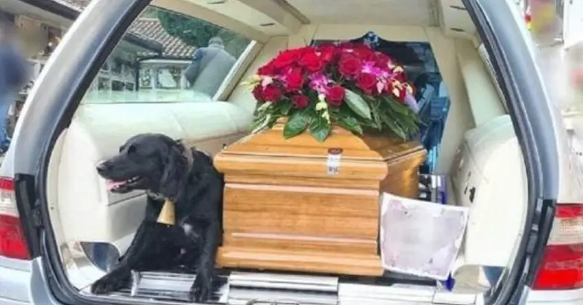 Devastated Dog Refuses To Leave The Coffin Of His Deceased Dad All The Way To The Cemetery