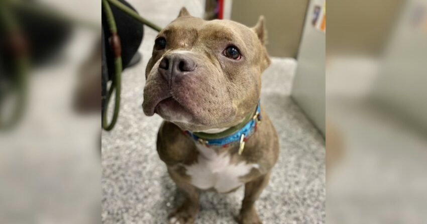 Pittie Wonders Why She Was Returned To Shelter, Now She Is Waiting For A New Home