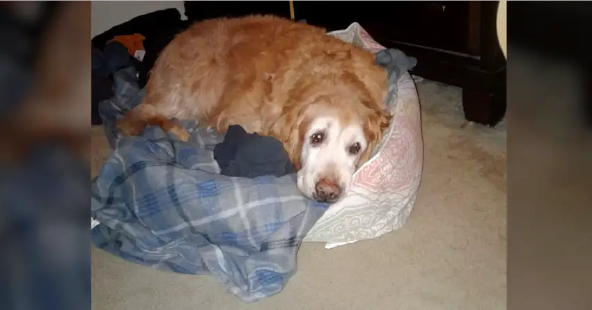 Senior Dog Couldn’t Climb Onto Bed Anymore, He Sleeps With Owner’s Shirt Instead