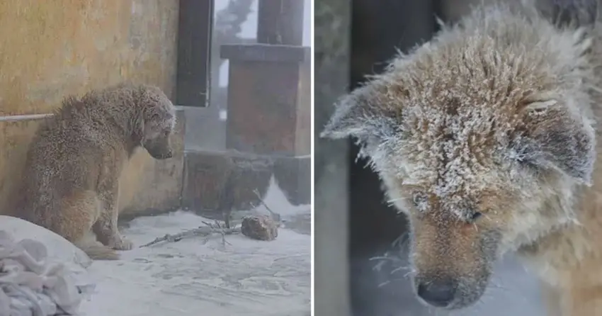 Heartbreaking Stray Dog Forced To Face The Cold Outdoors In The Snowy Day