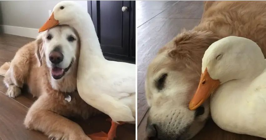 Golden Retriever Melts Hearts When Befriended A Duck And Now They Are Inseparable