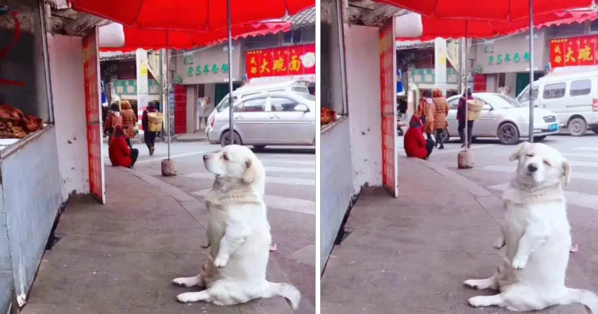 Short-Legged Dog Melts Hearts While Patiently Waiting For Free Fried Chicken From A Stall