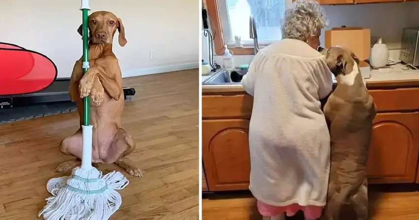 Dog Melts Hearts Of Millions While Helping His 95-Year-Old Owner With Household Chores.