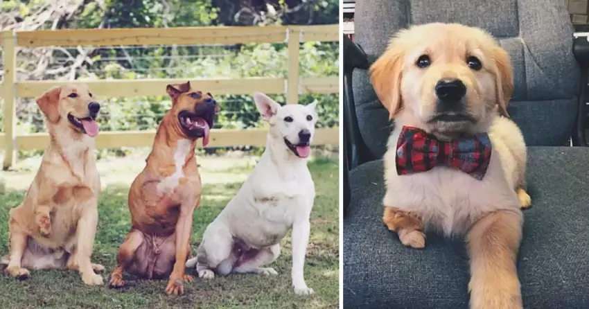 This Couple Can’t Resist Adopting 3-Legged Dogs