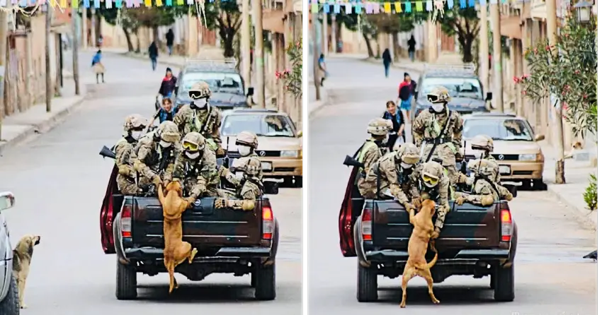 Stray Dog Captured Chasing Rescue Convoy Begging Them For Help