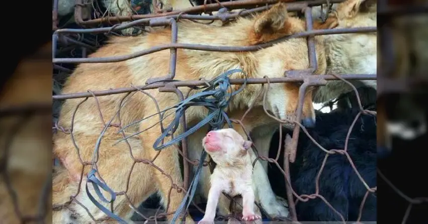 Touching Moment Mother Dog Was Trying To Push Her Puppy Out Of Cage To Slaughterhouse