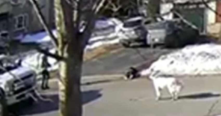 Smart Dog Stops Traffic To Get Attention To Save Her Owner