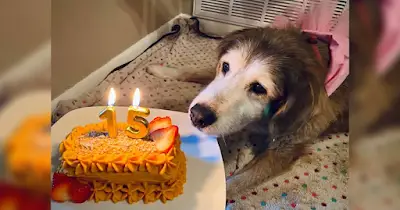 Tears Fill On Senior Dog’s Face When He Received Birthday Cacke After 15 Years