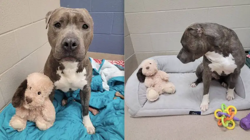 Pit Bull With One Ear Made His Stuffed Toy Look Exactly Like Himself