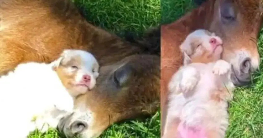 Puppy Melts 8M Hearts When Cuddles And Naps With Colt At Farm In Cutest Scene.