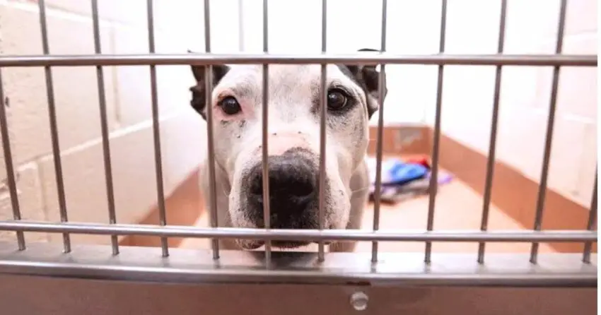 Senior Deaf Dog Who Spent Two Years In Shelter Begs Passersby To Give Him Home