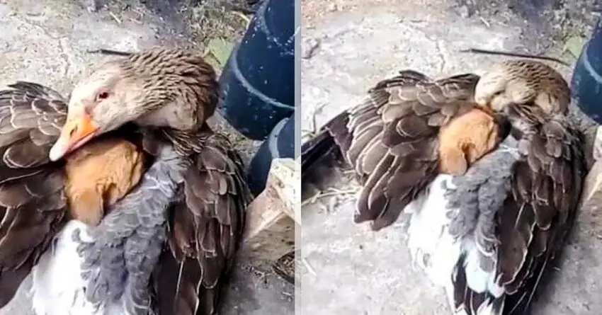 Goose Found Protecting Stray Puppy From Cold By Warming It Under Its Wings