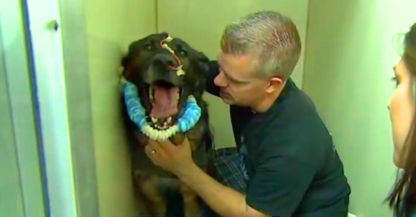 K9 Dog Was Shot Just In His Head While Chasing A Suspect, Now Reunited With His Partner