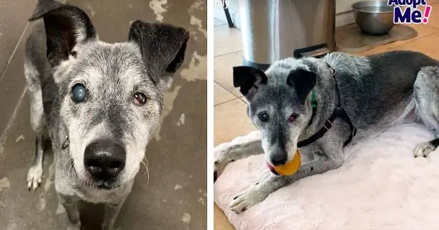 19-Year-Old Shelter Dog Still Loves To Play Fetch And Yearns For A Forever Home