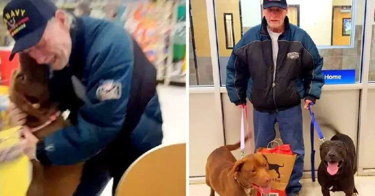 Veteran Tried To Sell His Car To Buy His Dogs Back again, But This Woman Made Him Cry Tears