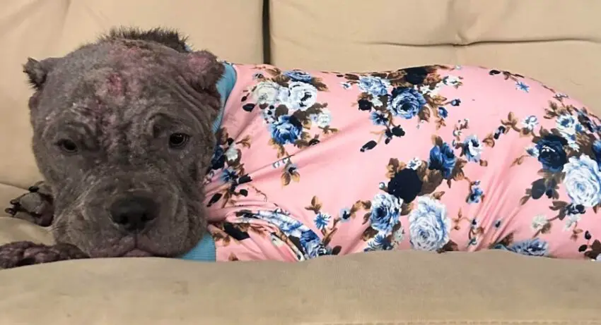 Foster Mom Discovers Sick Pup Resting On Porch Swing in Her New Jammies