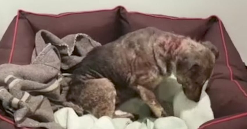 Dog, Who Was Saved From Cruel Owner Receives Her First Bed And Can Hardly Believe It