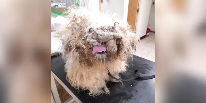 Dog Looks Like A Pile Of Rags Undergoes A Remarkable Transformation