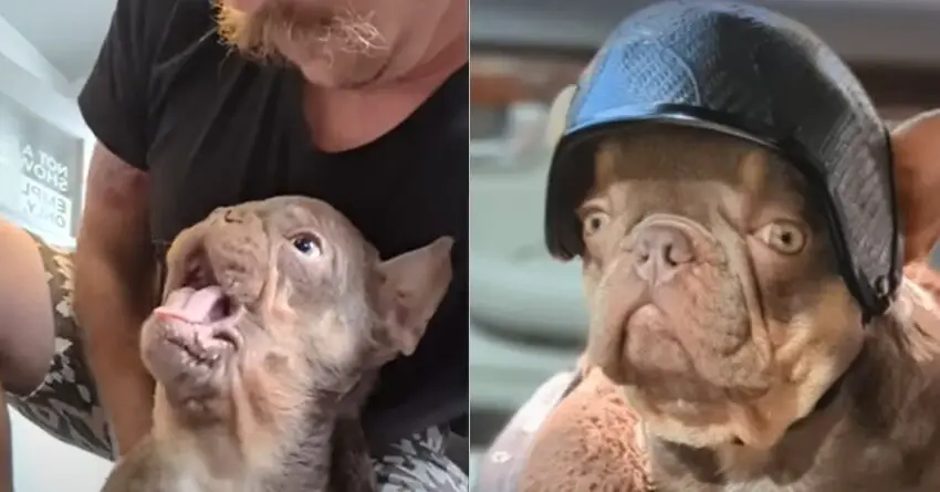 Owner Makes The Sweetest Thing For His Deformed Dog