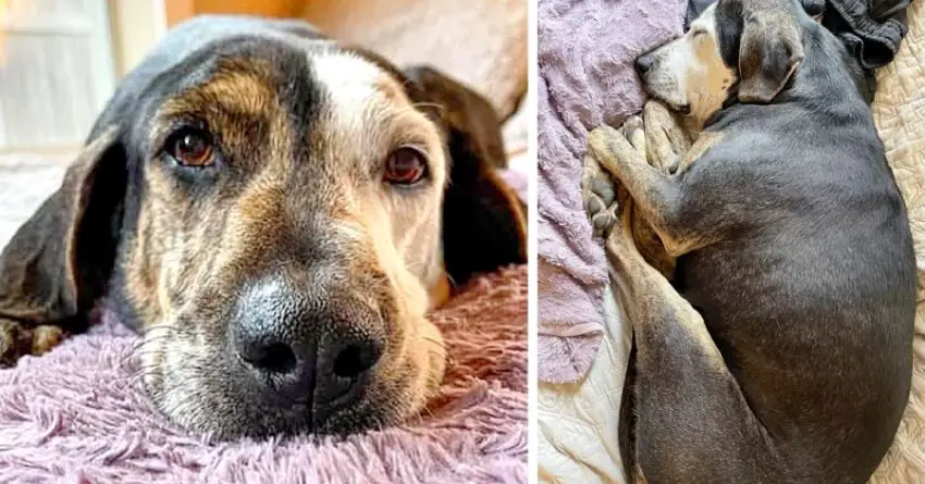 A Dog Who Has Never Been Allowed Inside Before, Takes His First Nap On Soft Bed