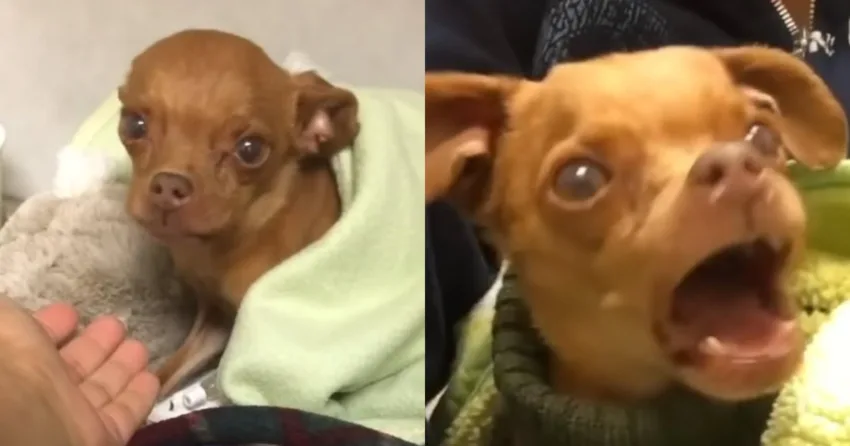 Dog Was About To Put To Sleep By Euthanasia , But His Angel Showed Up At The Right Moment