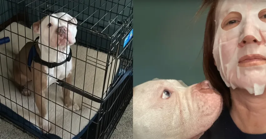 Shelter Dog, Turned Away By His Family, Gets New Owner Who Truly Understands Him