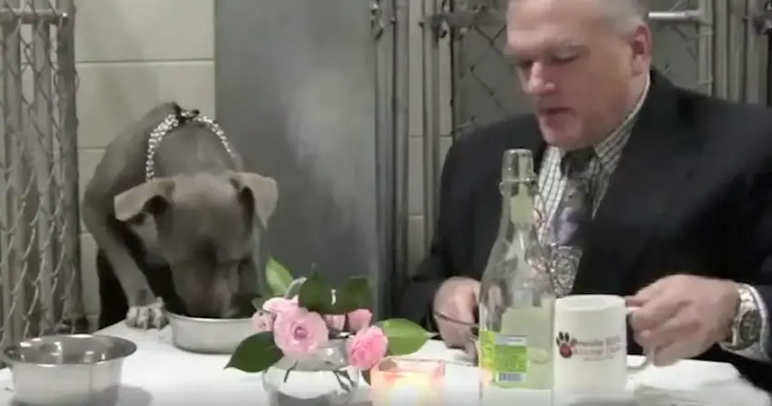 Dog From Shelter Was Too Scared To Eat, But His Vet Knew What He Should Do