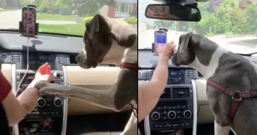 Safety-Conscious Dog Prevents Owner From Texting While Driving