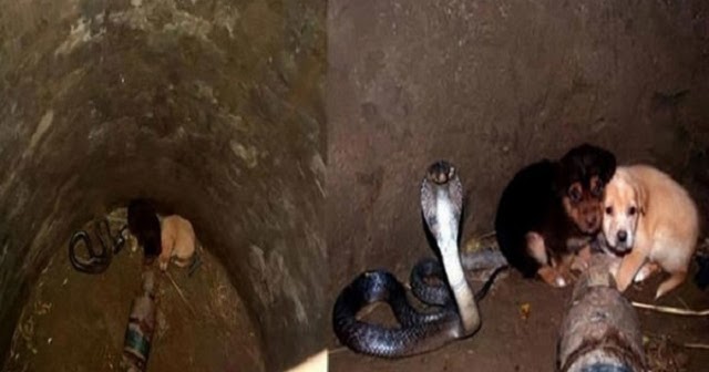 2 puppies fall down a well with a cobra – snake’s unexpected reaction amazes animal rescuers