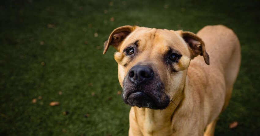 ”Ugly’ Shelter Dog Doesn’t Understand Why She’s Constantly Being Passed Over