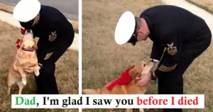 Dog With Cancer Lives Just Long Enough to See Her Dad Again