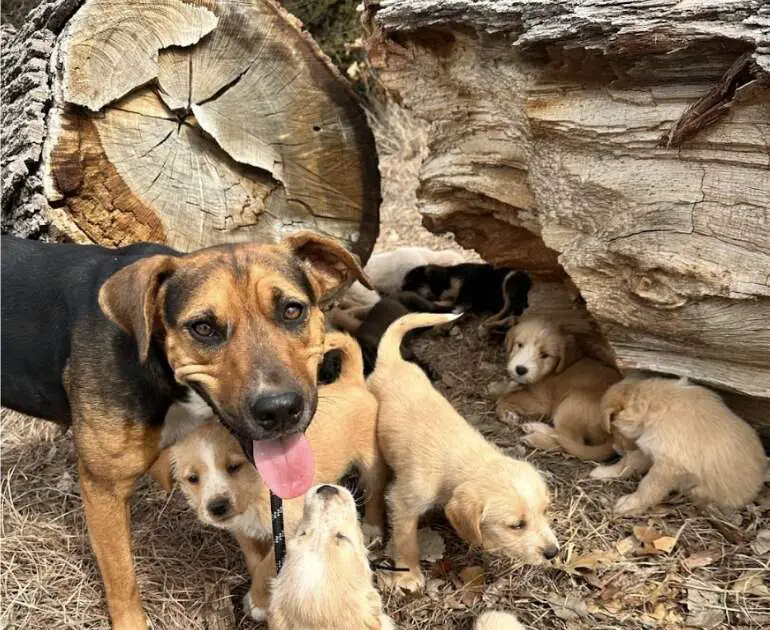 Surprise Encounter: Mama Dog Leads Woman to a Surprising Number of Puppies in Parking Lot