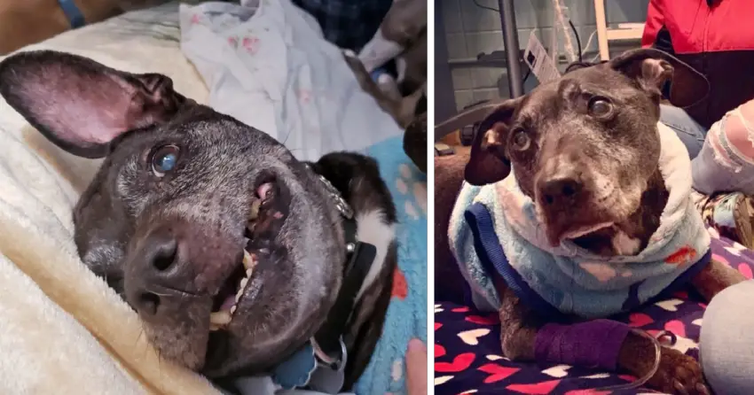 R.I.P. Frodo, The Last Surviving Dog Rescued From Michael Vick’s Dogfighting Ring