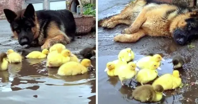 German Shepherd’s adorable nurturing of small creatures melts hearts