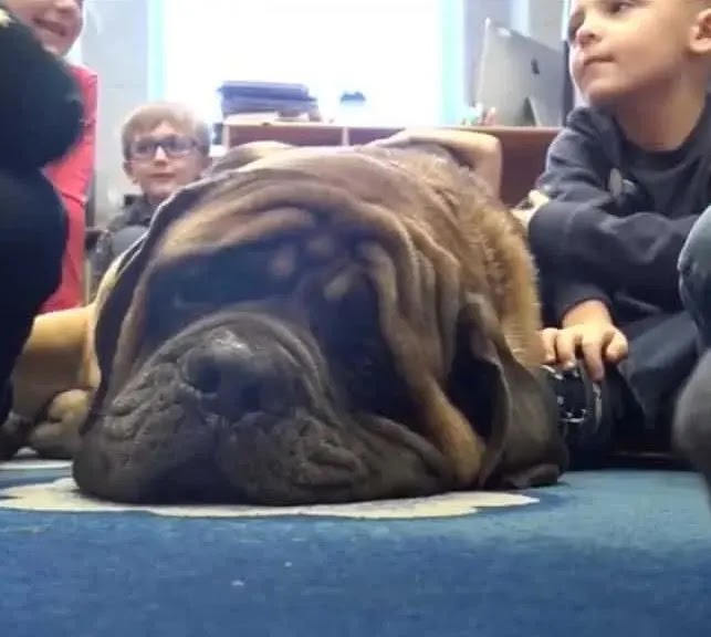 How a 200-Pound Mastiff Became the Surprising Therapy Dog at an Elementary School