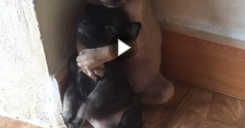 Two Abandoned Puppies Won’t Stop Hugging Each Other Even After Being Rescued