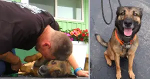 Dog Thrown From A Balcony Gets New Lease Of Life As Veteran’s Service Dog