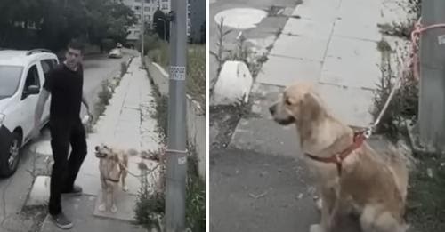 Owner Caught On Camera Abandoning Golden Retriever